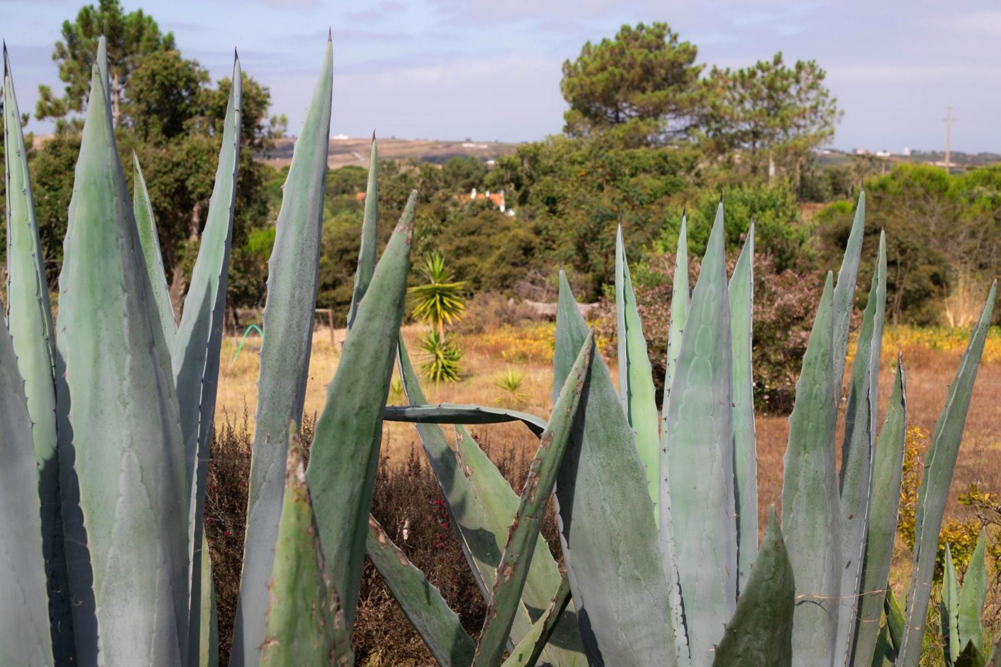Monte Da Urze Aljezur - Agroturismo Екстер'єр фото